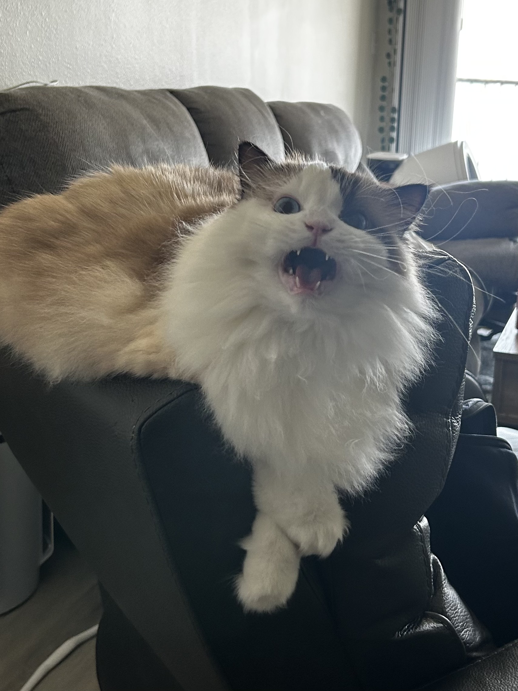 Crema, a fluffy cream and seal ragdoll cat, mid-meow